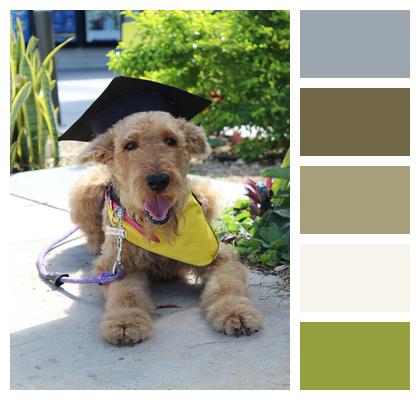 Happy Dog Graduation Airedale Terrier Image